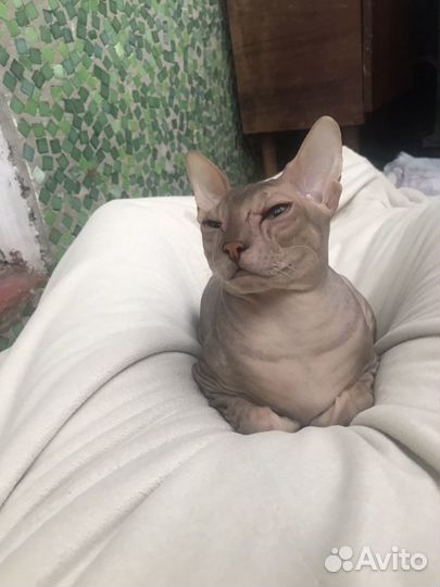 Донской сфинкс