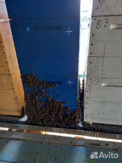 Ульи для пчел