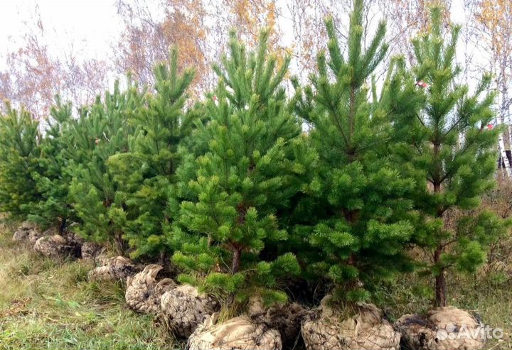 Сосна обыкновенная