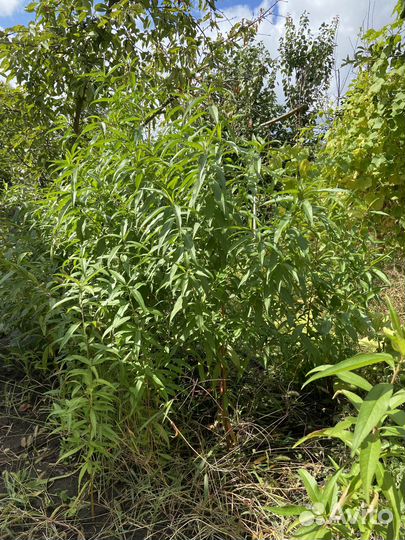 Саженцы персика