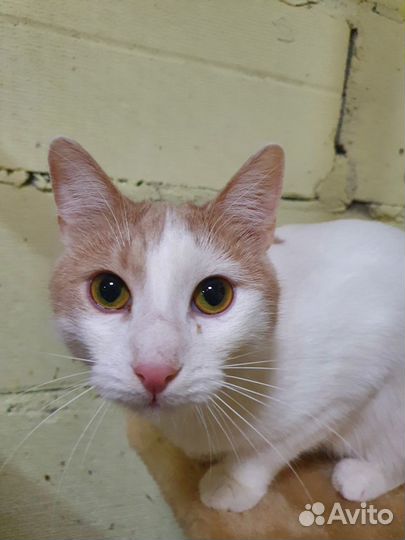 Кот Овечкин