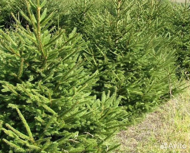 Сруб Новогодние ели/сосны