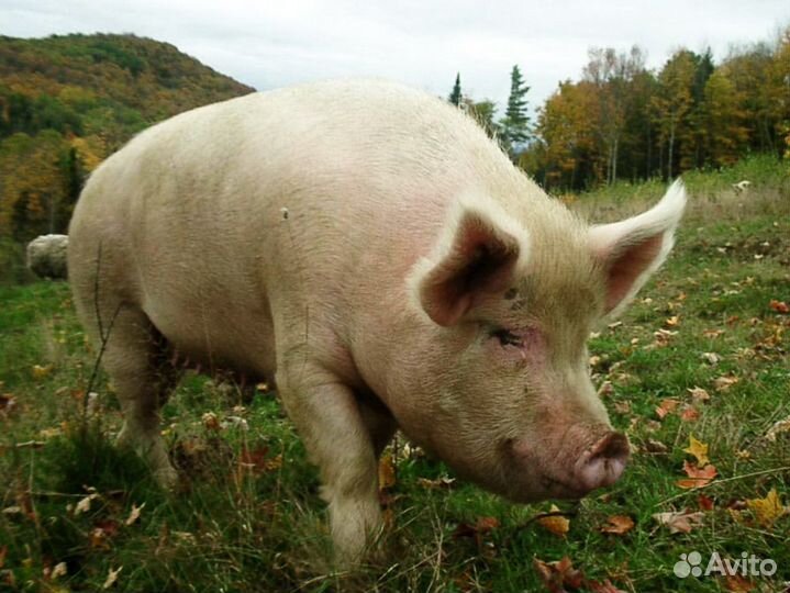 Хряк на племя