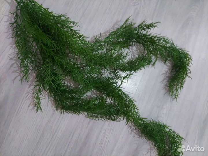 Аспарагус искусственный