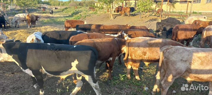 Бычки сементалы