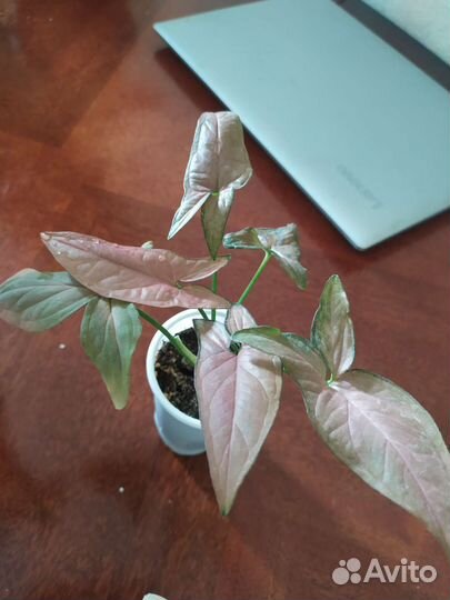 Маранта,граптофиллум, сингониум Неон,колерия и др