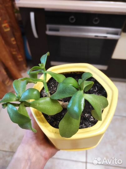 Толстянка (денежное дерево)