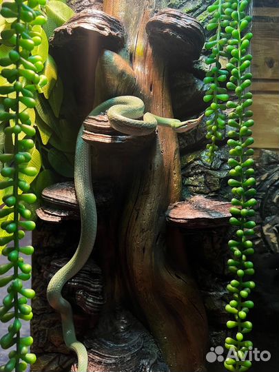 Фоны в террариум