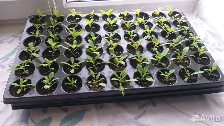 Кипрей. Рассада