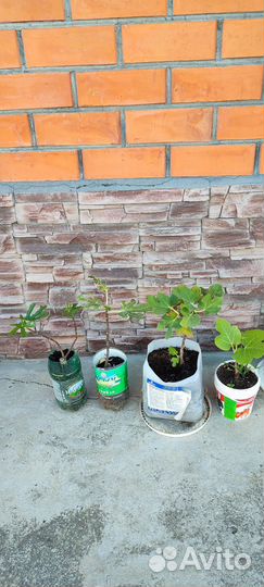 Саженцы и черенки инжира