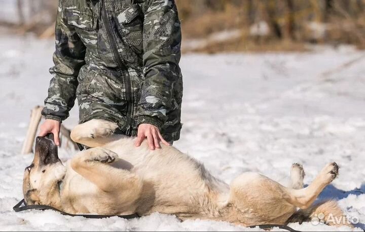 Собака в добрые руки