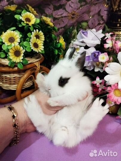 Карликовые кролики. Мини. От заводчика