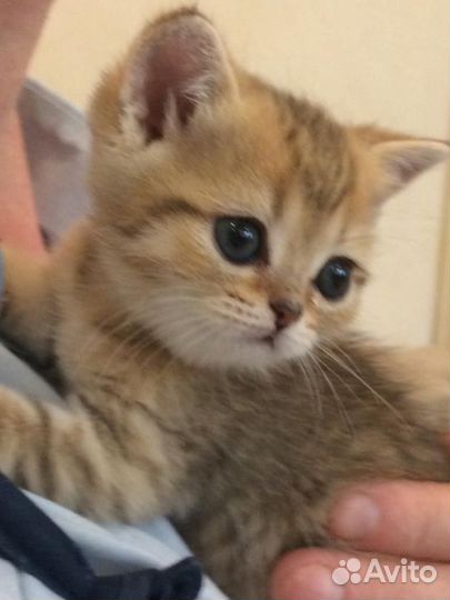 Один единственный остался