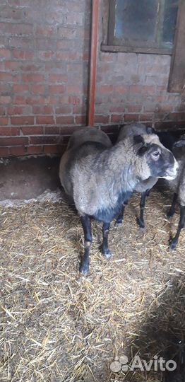 Романовские овцы