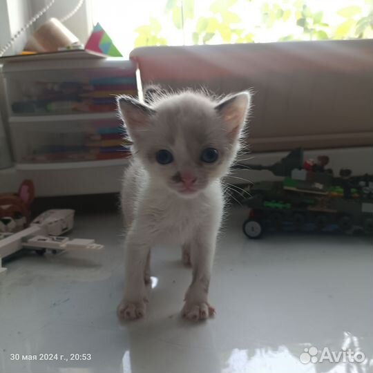 Котенок-девочка 1 месяц