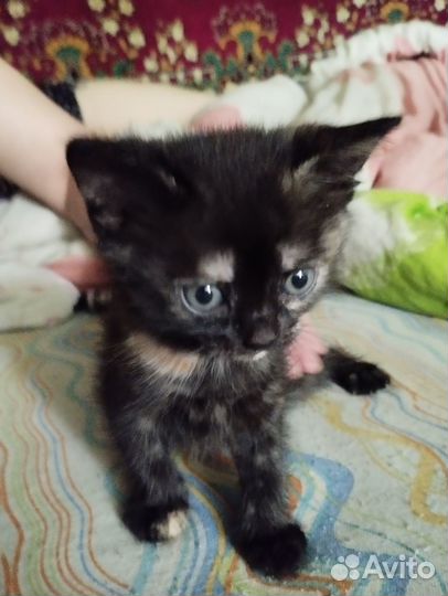 Отдадим котят