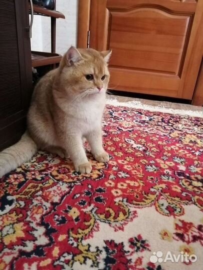 Золотая шиншилла