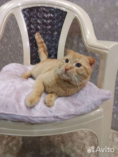 Вислоушкин