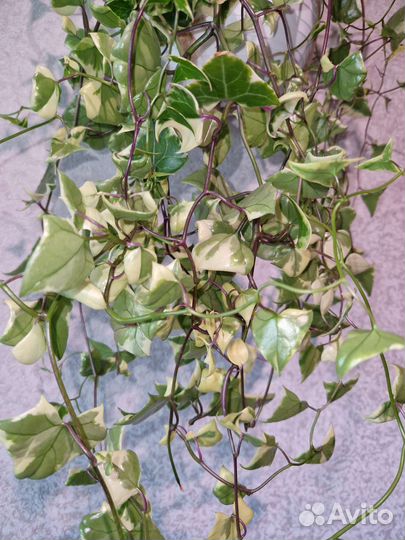 Крестовник крупноязычковый