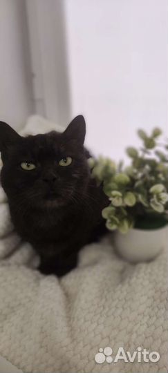 Британская