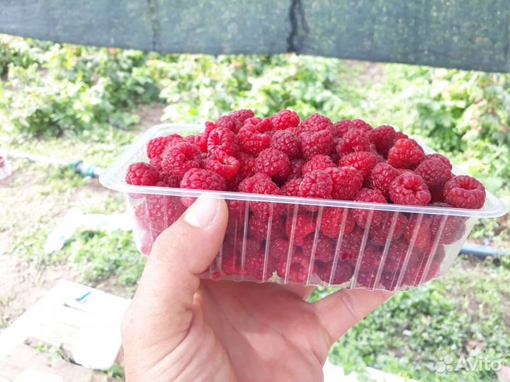 Саженцы Малины ремонтантной