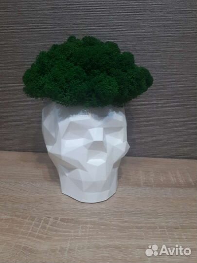 Кашпо со стабилизированным мхом Череп