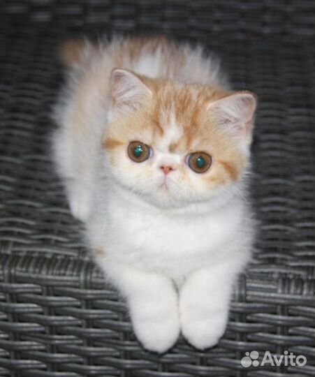 Глазастики