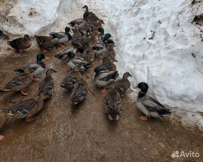 Утки подсадные для охоты