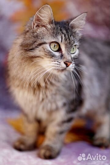 Кошка в дар