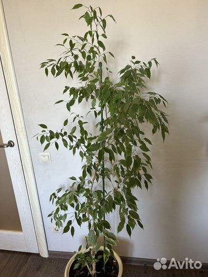 Фикус бенджамина