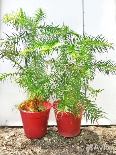 Куннингамия ланцетовидная