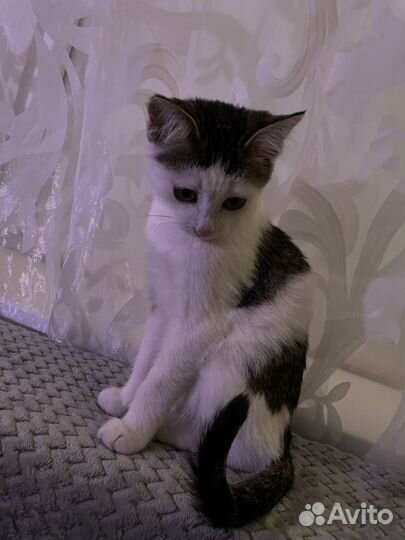 Котенок в добрые руки
