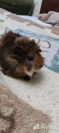 Морские свинки