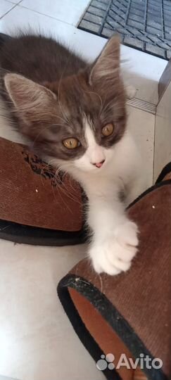 Котята в добрые руки мальчики