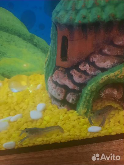 Мраморный рак