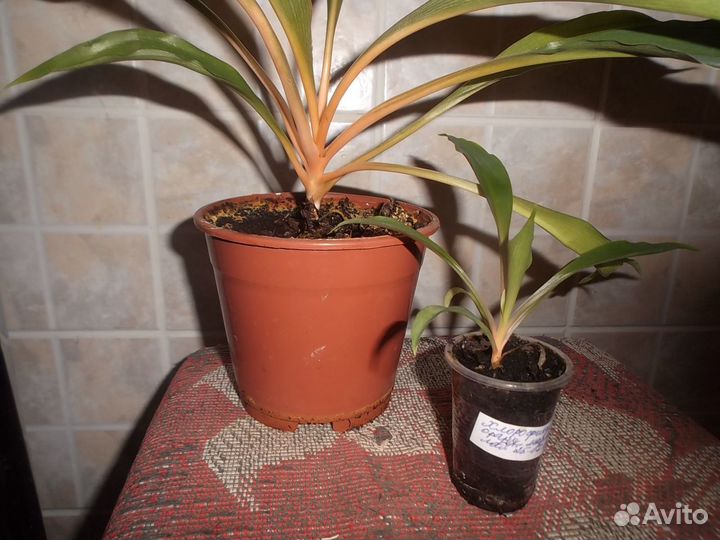 Комнатные пестролистные