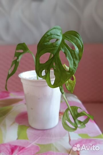 Монстера манки