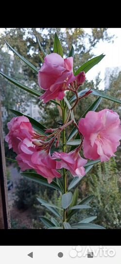 Олеандр розовый