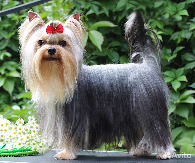 Йоркширский терьер вязка