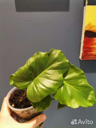 Филодендрон Селло мексиканский змей