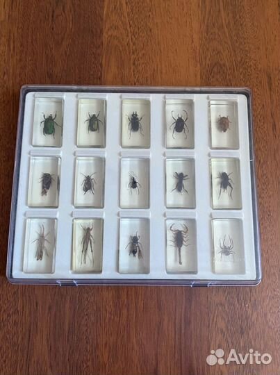 Коллекция насекомых