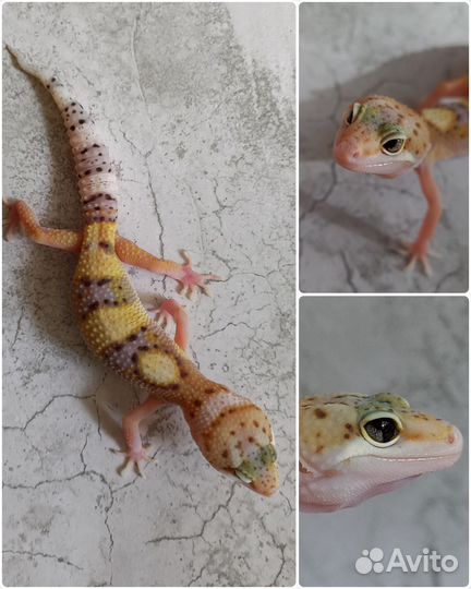 Эублефары малыши, Blood