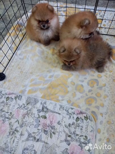 Померанский шпиц тип мишка мини