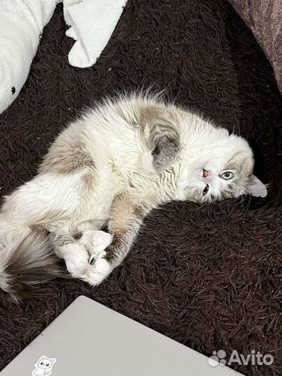 Сибирский кот