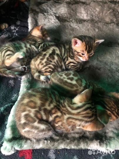 Бенгальская