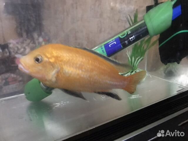 Рыбки Еллоу