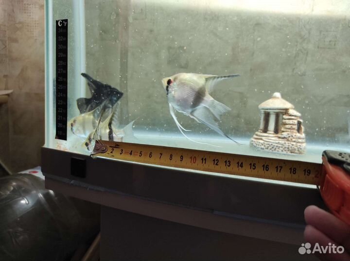 Скалярия, гуппи, ряска