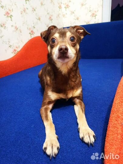 Собака бесплатно