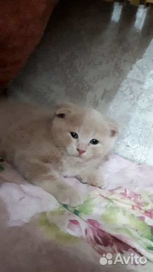 Котенок британец вислоухий