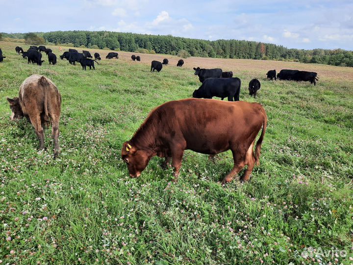 Коровы и телки абердин ангус